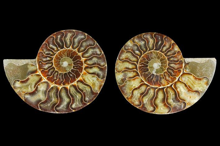 Agatized Ammonite Fossil - Madagascar #139727